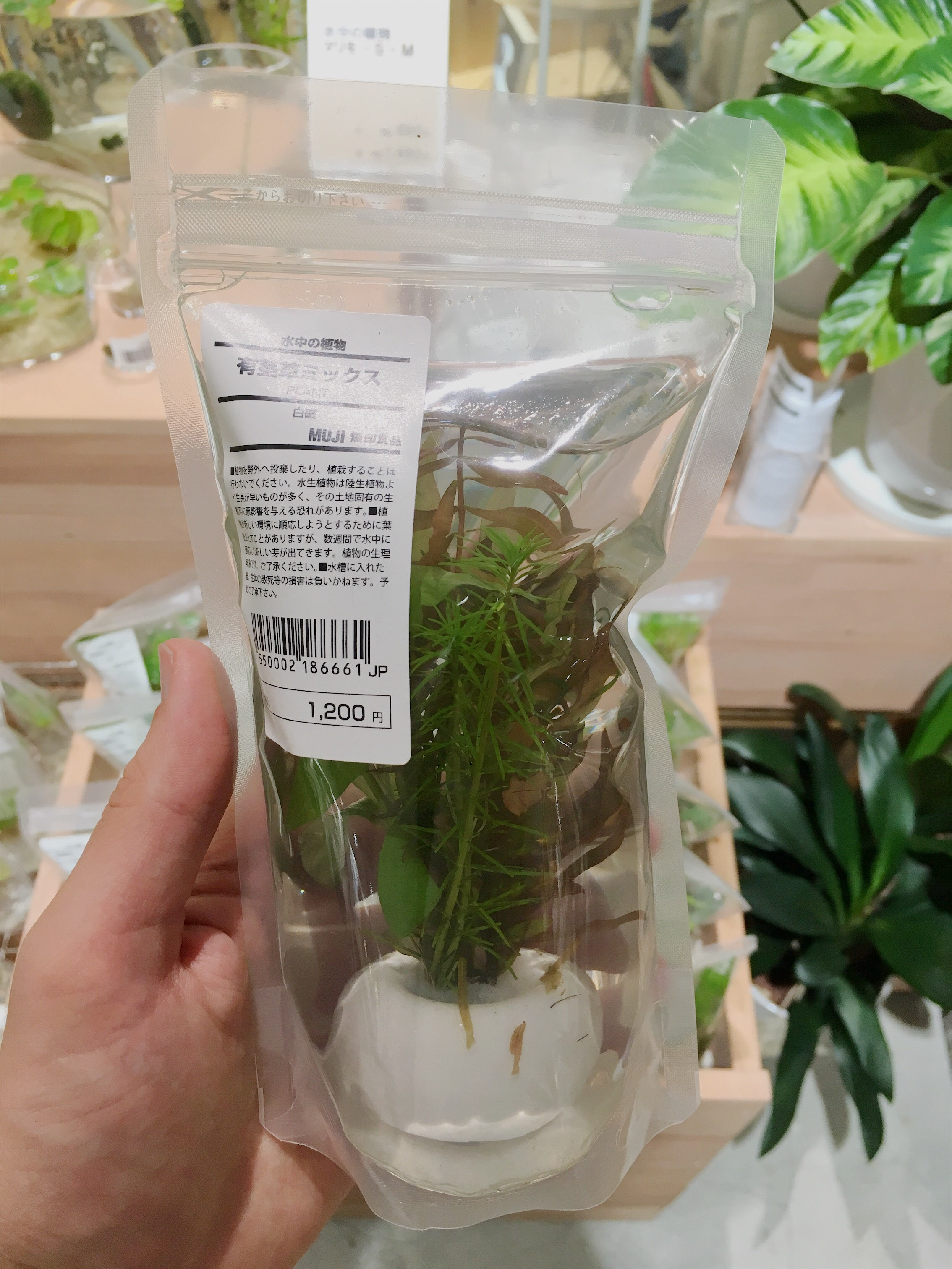 Submerged plant at MUJI in Ginza