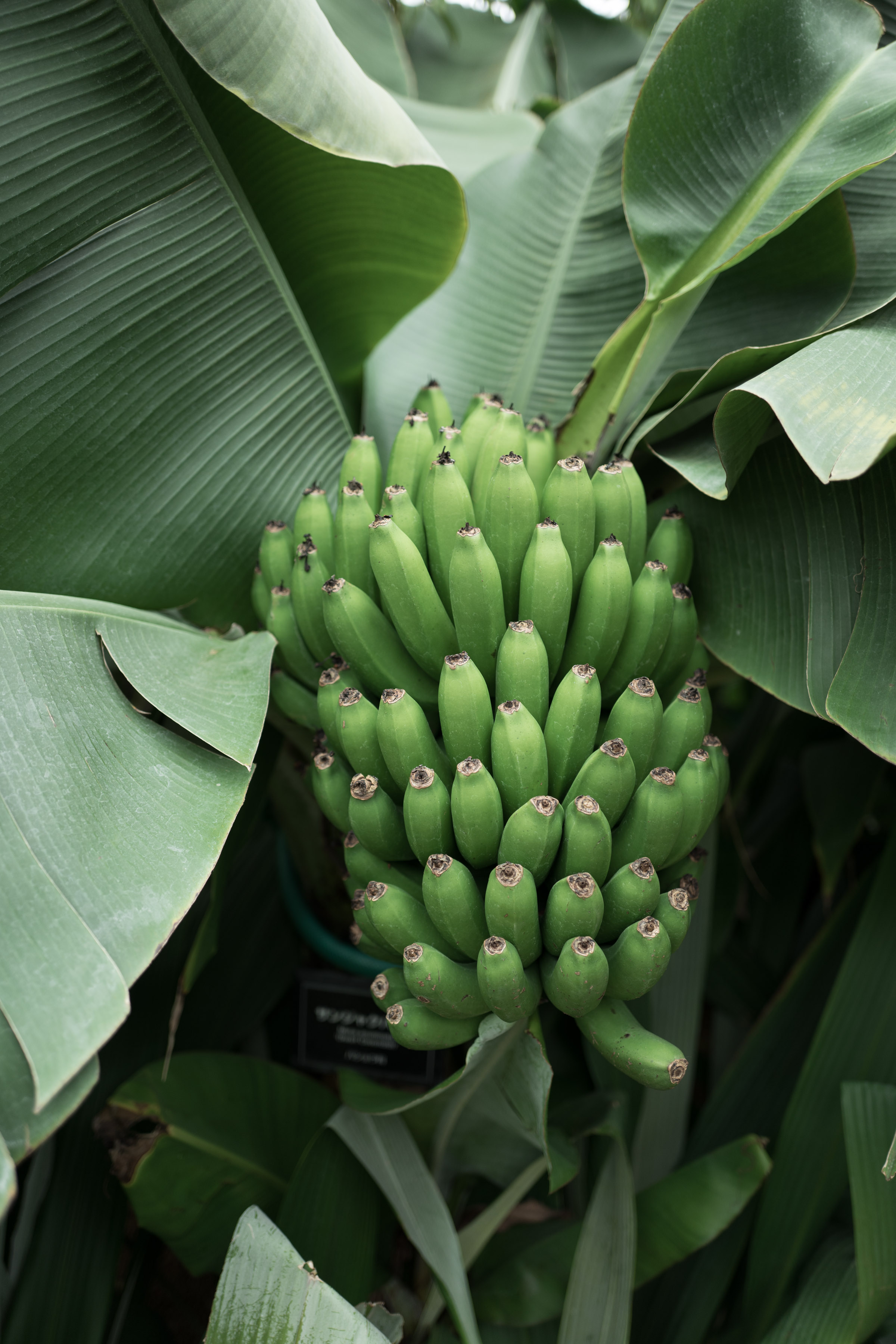 Cavendish bananas at the Gyoen National Garden’s greenhouse