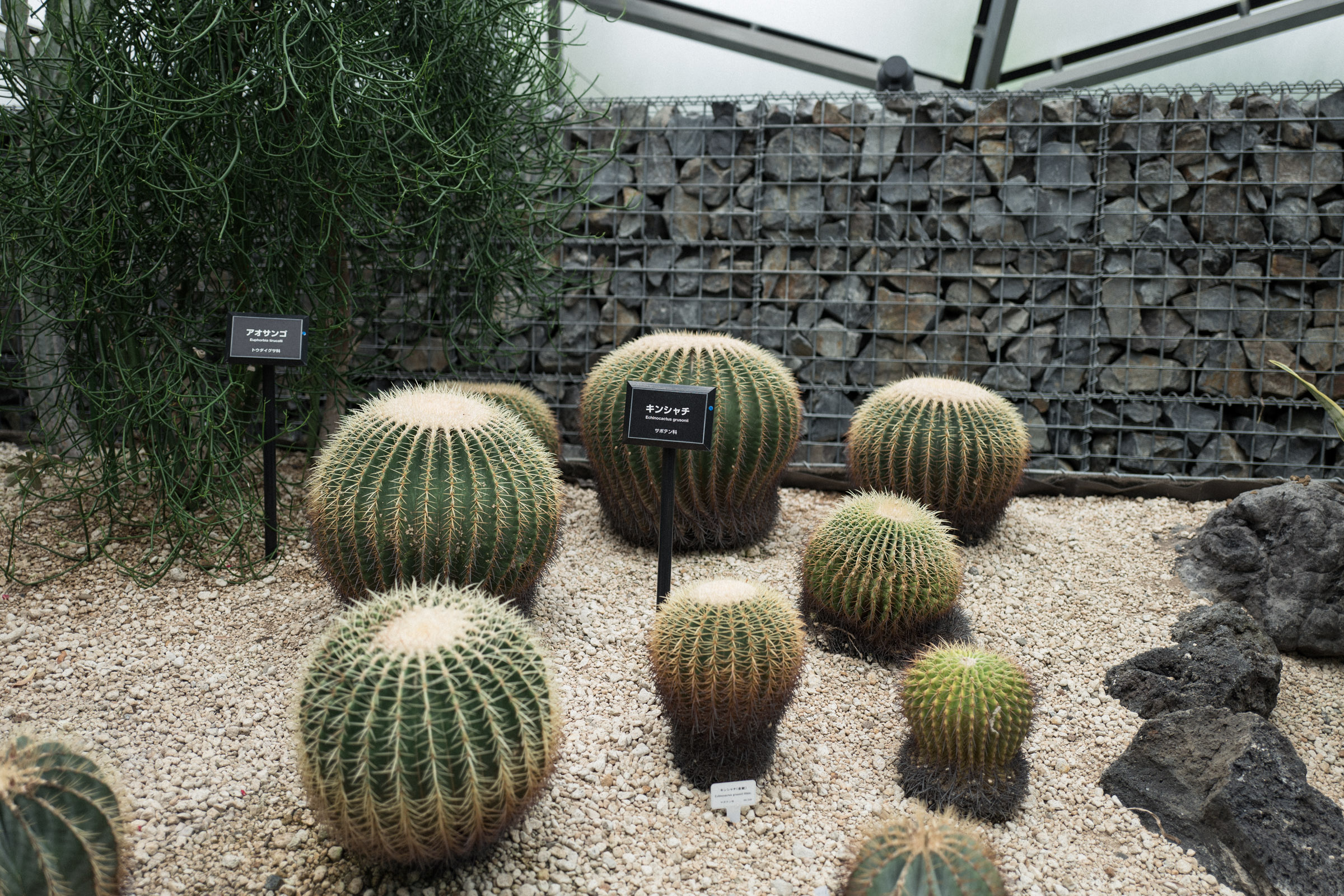 Cacti at the Gyoen National Garden greenhouse