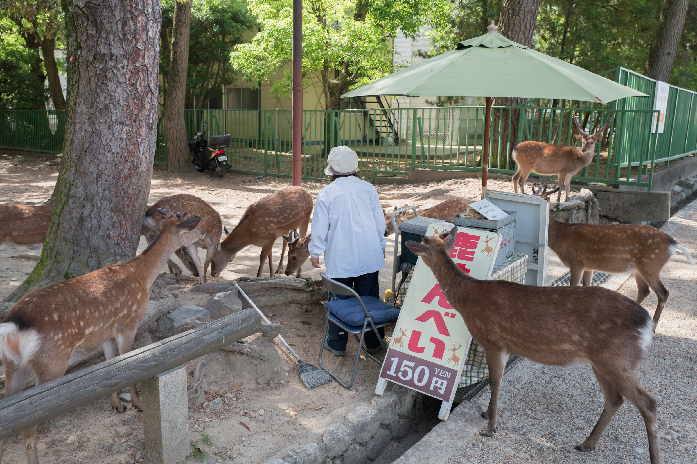 Deer swarming a cracker saleslady