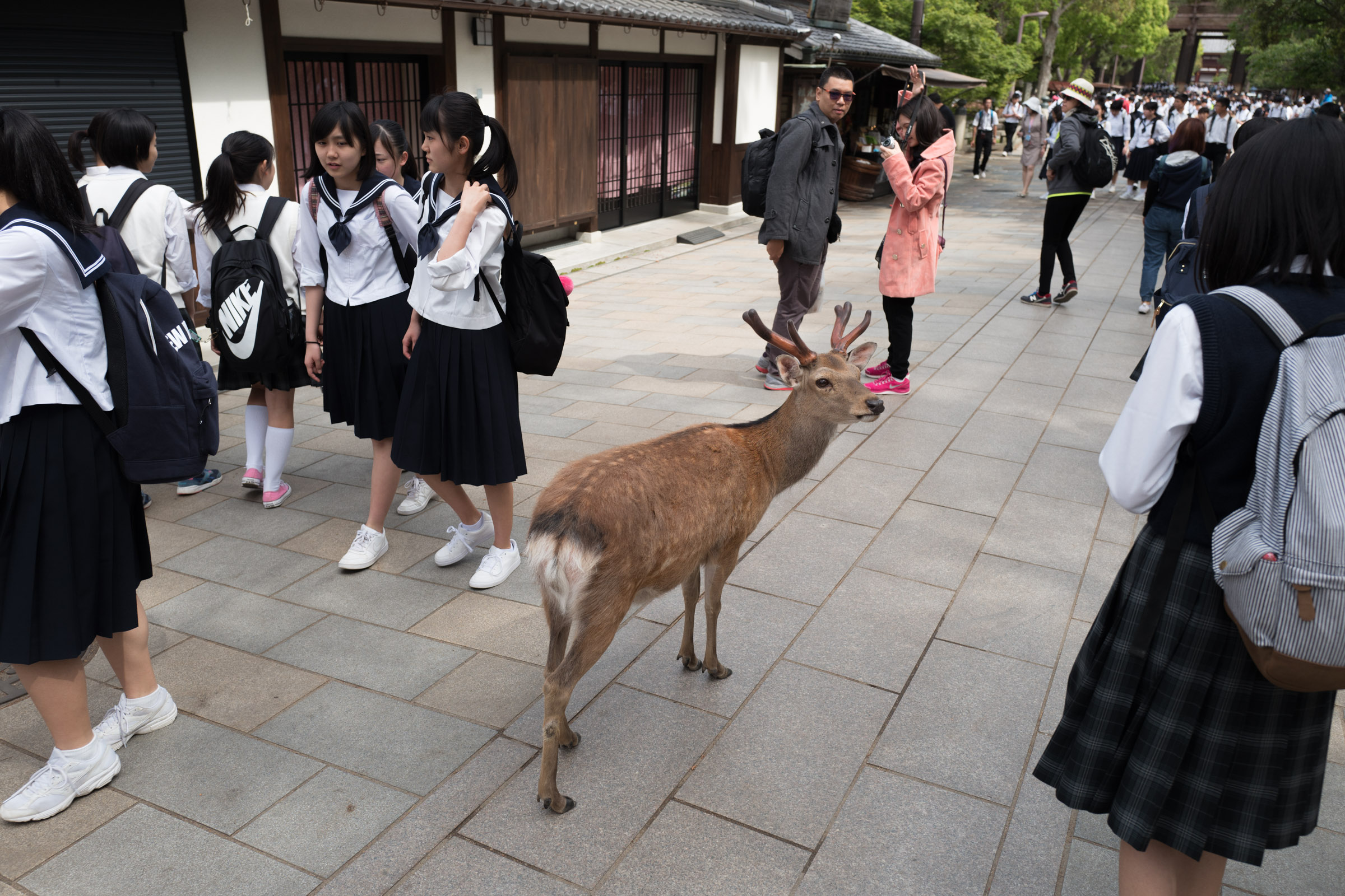 A deer standing amongst a bunch of students