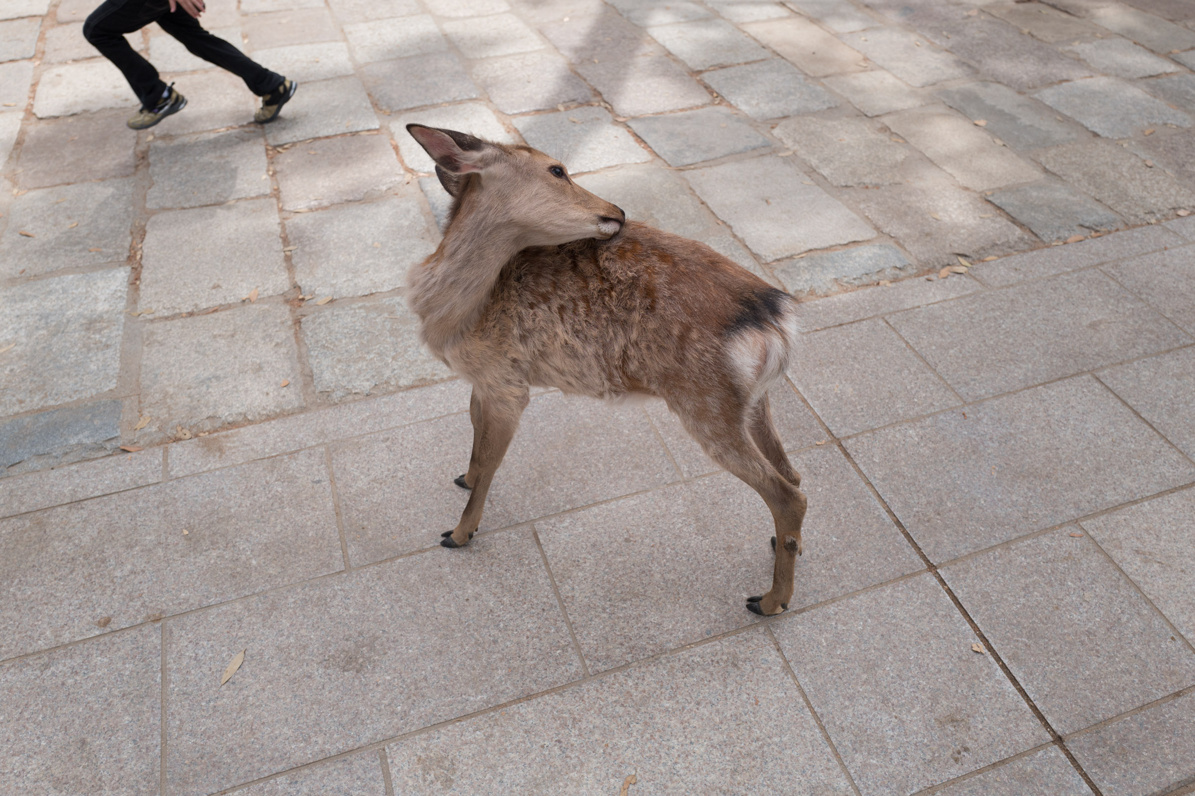 Fashion fawn in Nara